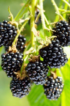 coco pith blackberries