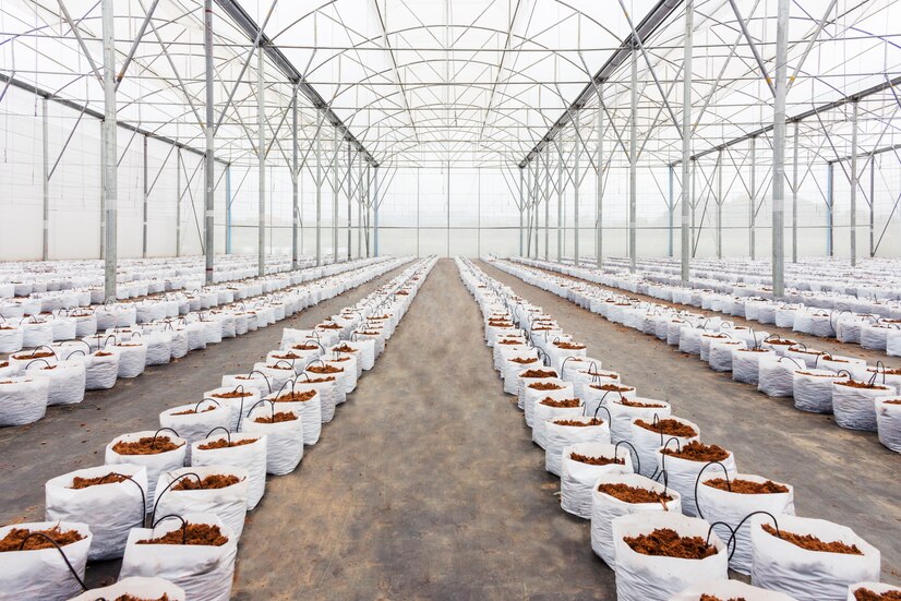 coco pith greenhouse cultivation