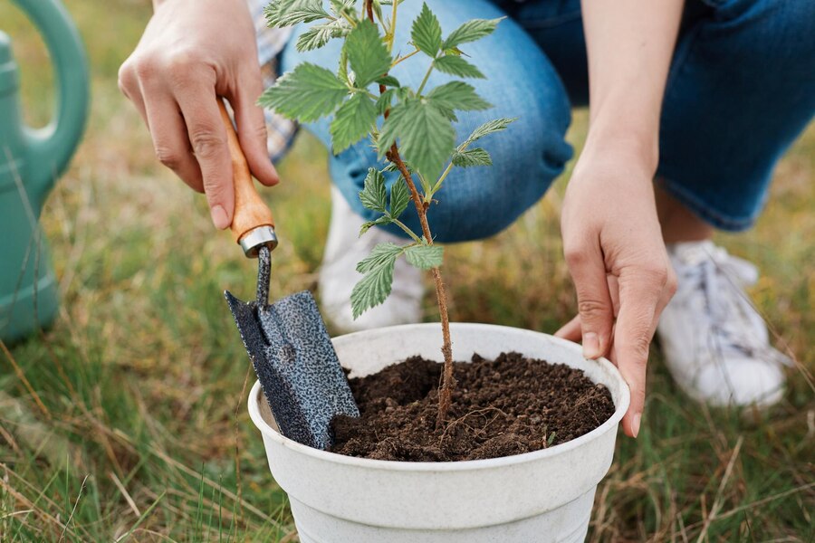 coco pith raspberry plant