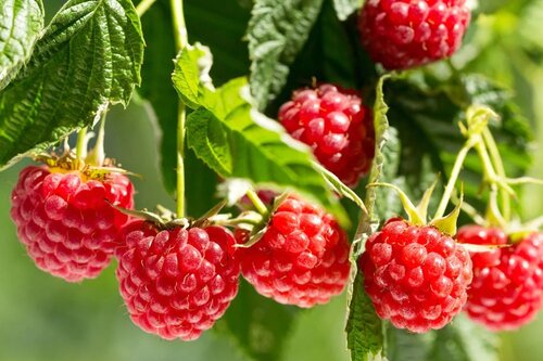 coco pith raspberries