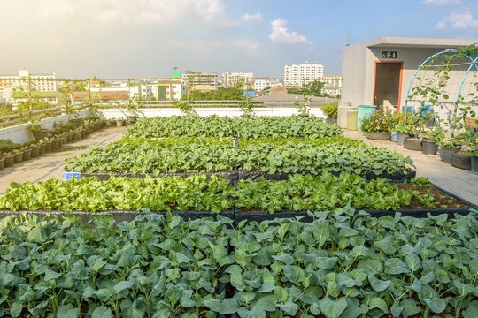 coco pith roof gardening