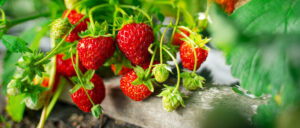 strawberries greenhouse